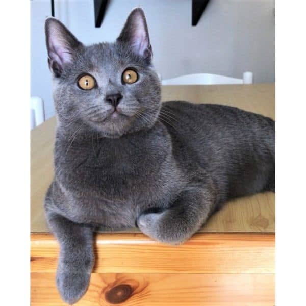 Korat Cat Breed Guide