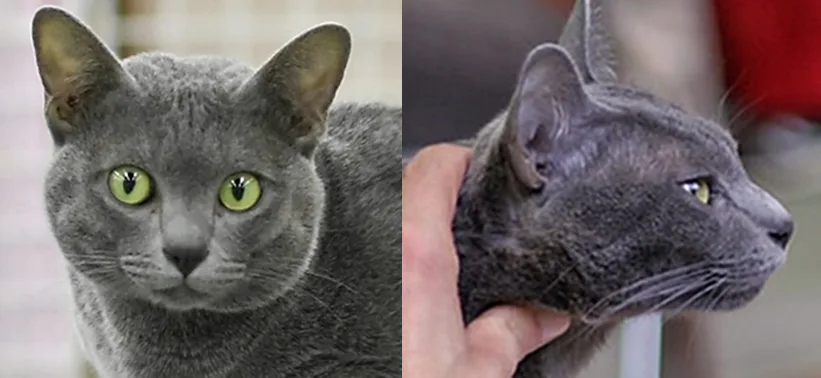 Korat Cat Breed Guide