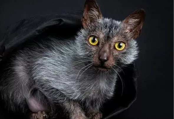 Lykoi Werewolf Cat Overview