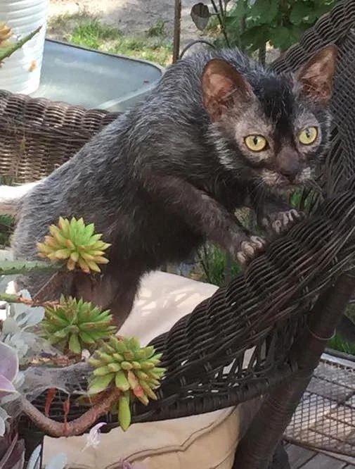 Lykoi Werewolf Cat Overview