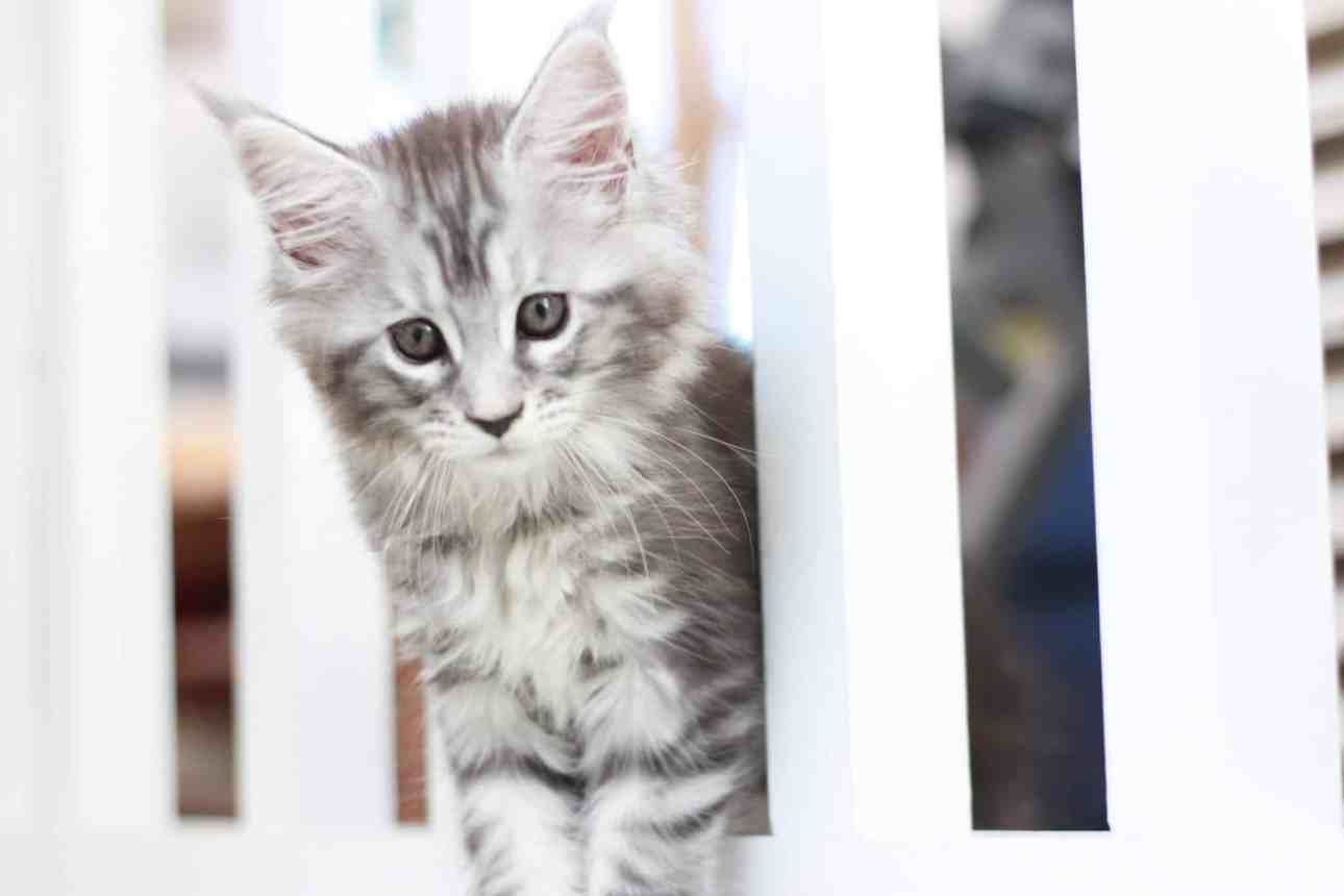 Maine Coon Care Guide: Everything You Need to Know