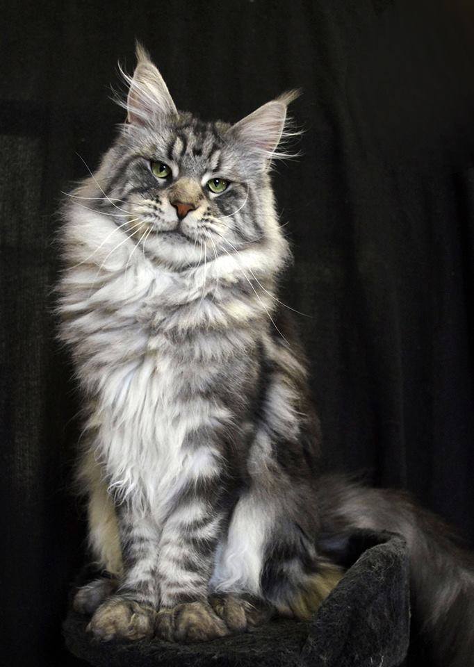 Maine Coon Care Guide: Everything You Need to Know