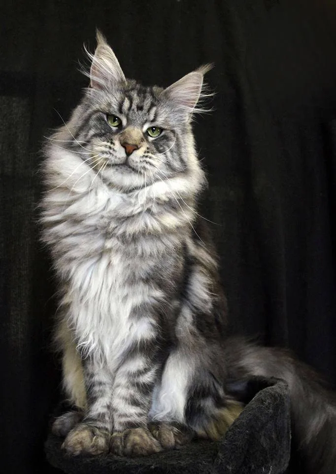 Maine Coon Care Guide: Everything You Need to Know