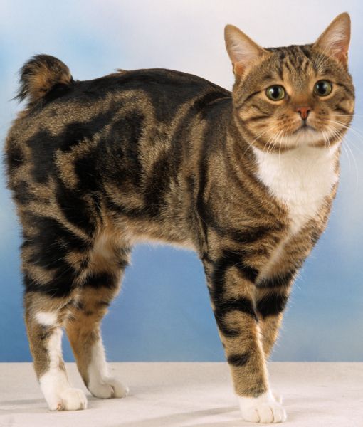Manx Cat Breed Information