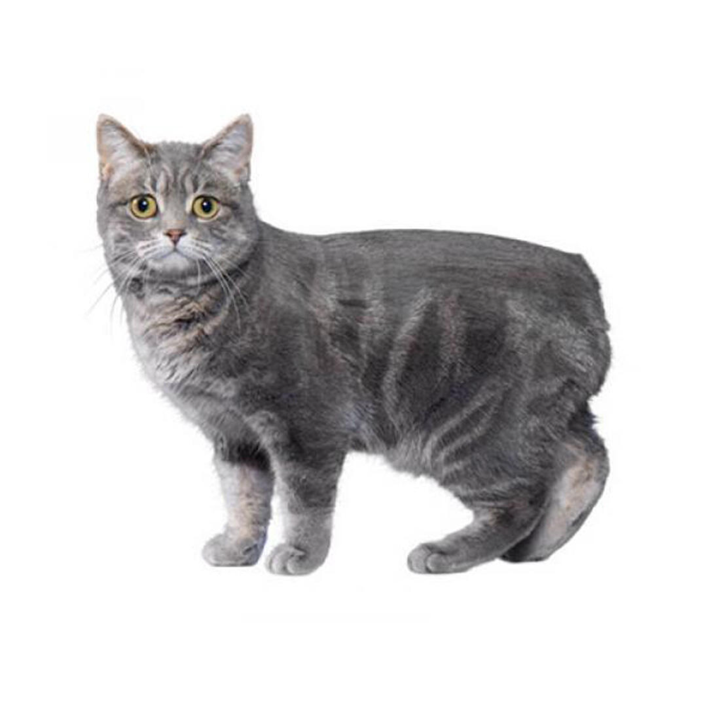 Manx Cat Breed Information