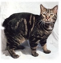 Manx Cat
