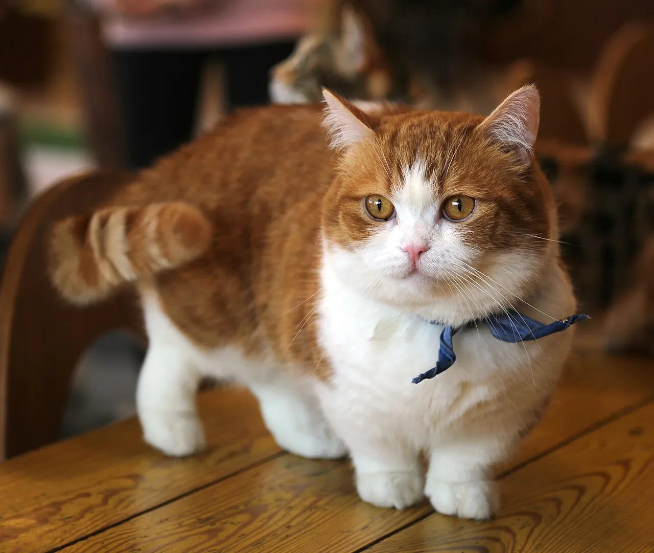 Munchkin Cat Breed Overview