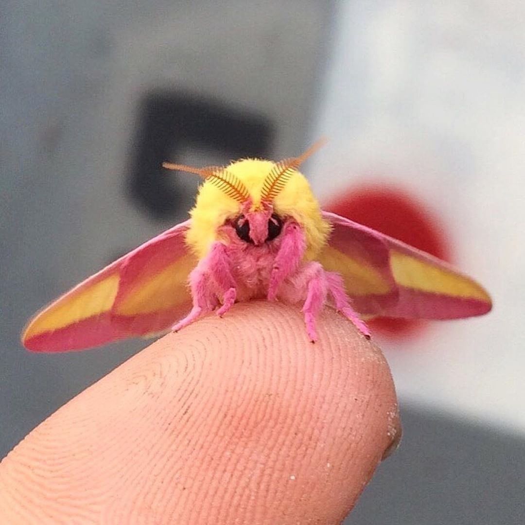 Moths: Diversity and Ecological Insights