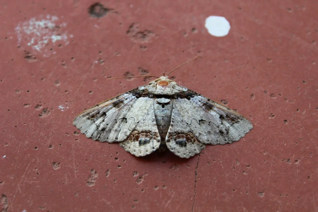 Moths: Diversity and Ecological Insights