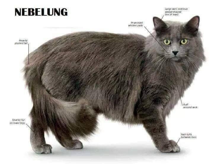 Nebelung Cat Breed Overview