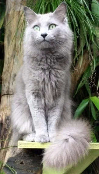 Nebelung Cat Breed Overview