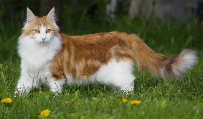Norwegian Forest Cat Insights