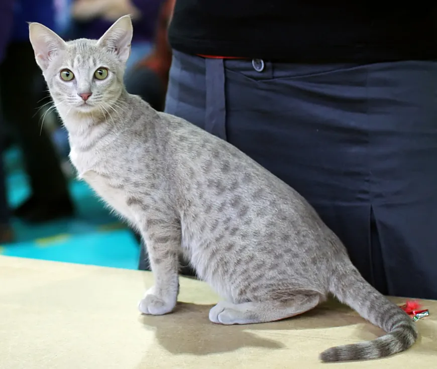 Ocicat Breed Overview