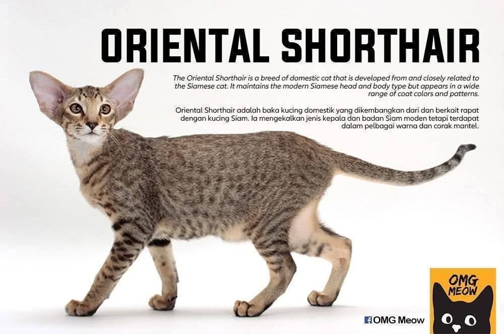 Oriental Shorthair Cat Guide