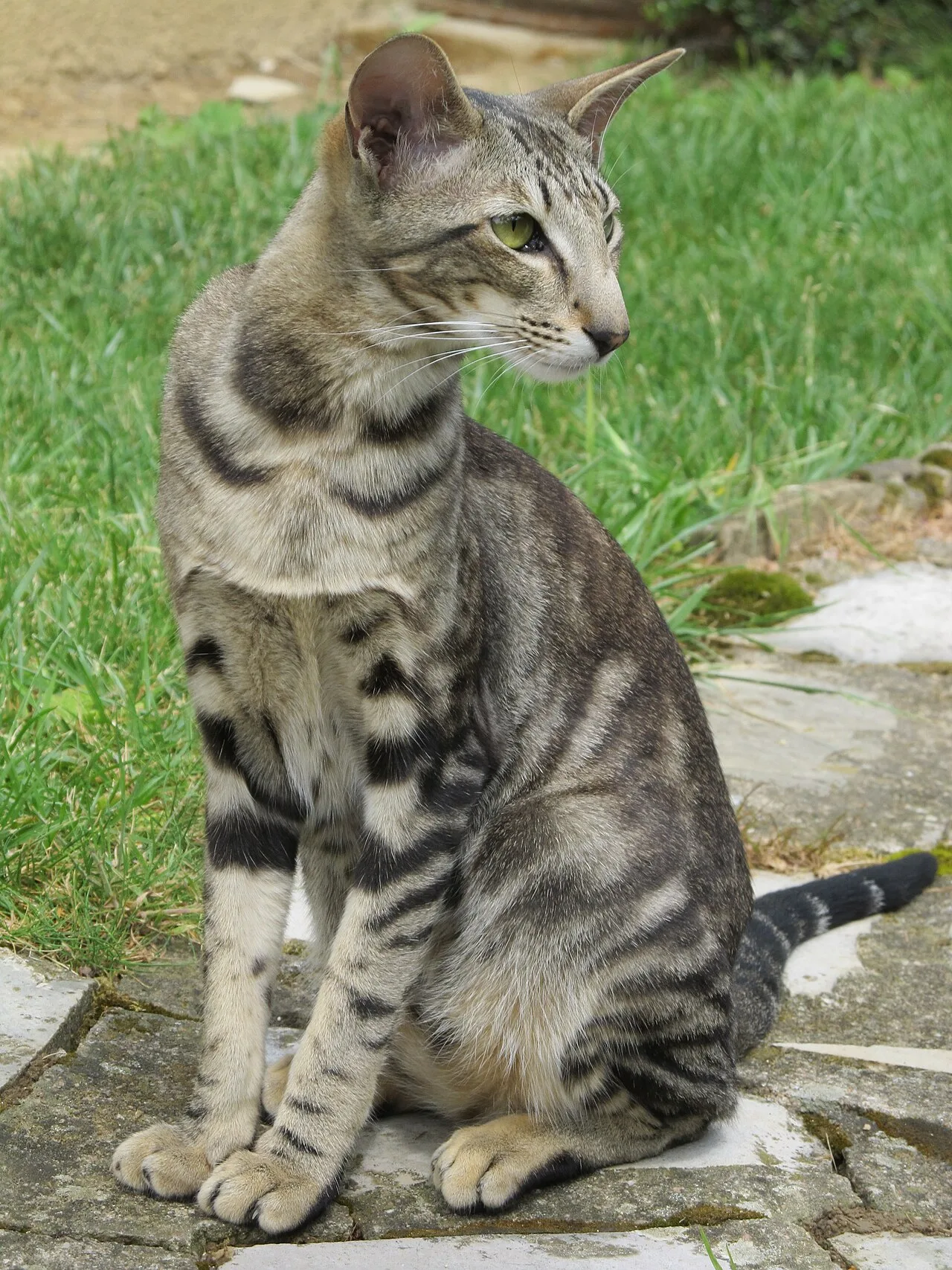 Oriental Shorthair Cat Guide