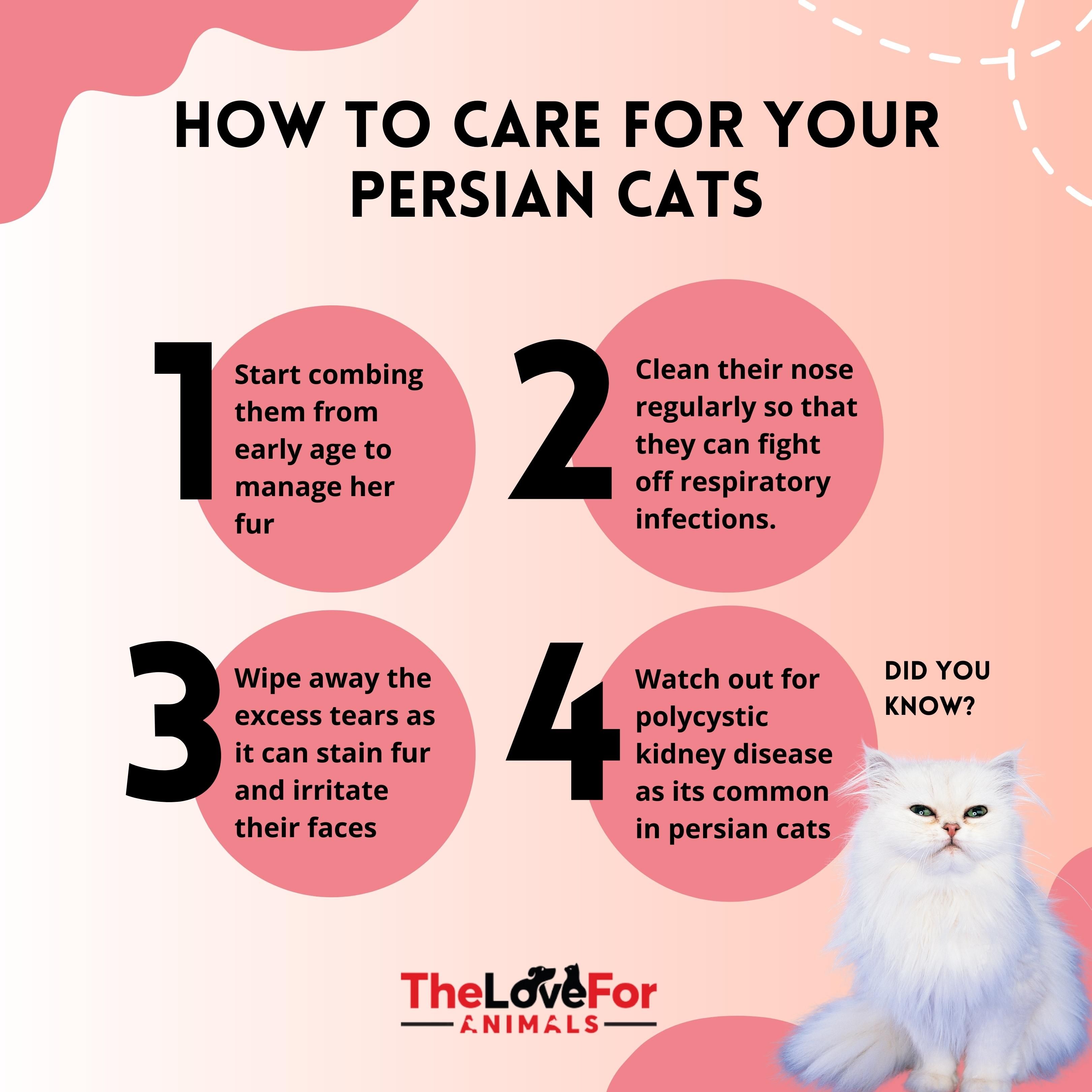 Persian Cat Care and Characteristics