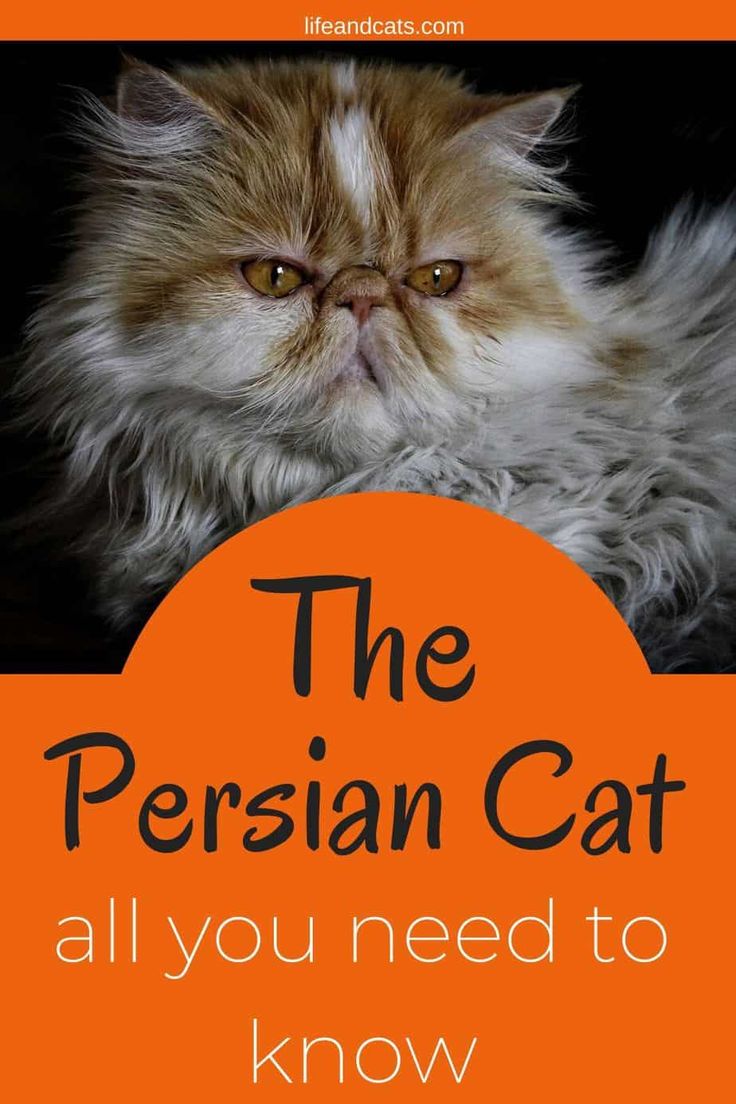 Persian Cat Care and Characteristics