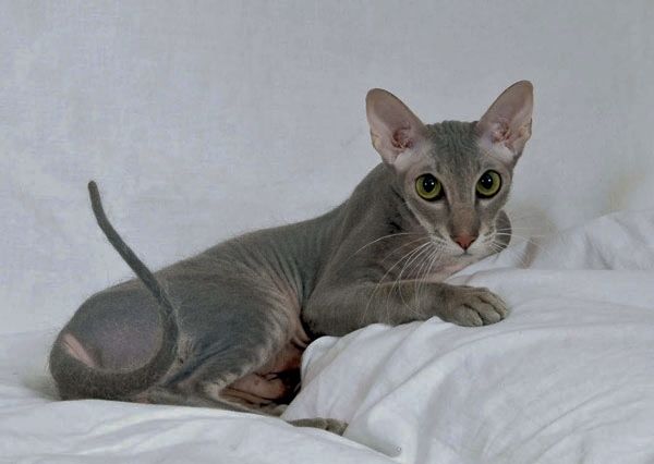 Peterbald Breed Overview