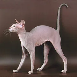Peterbald Breed Overview