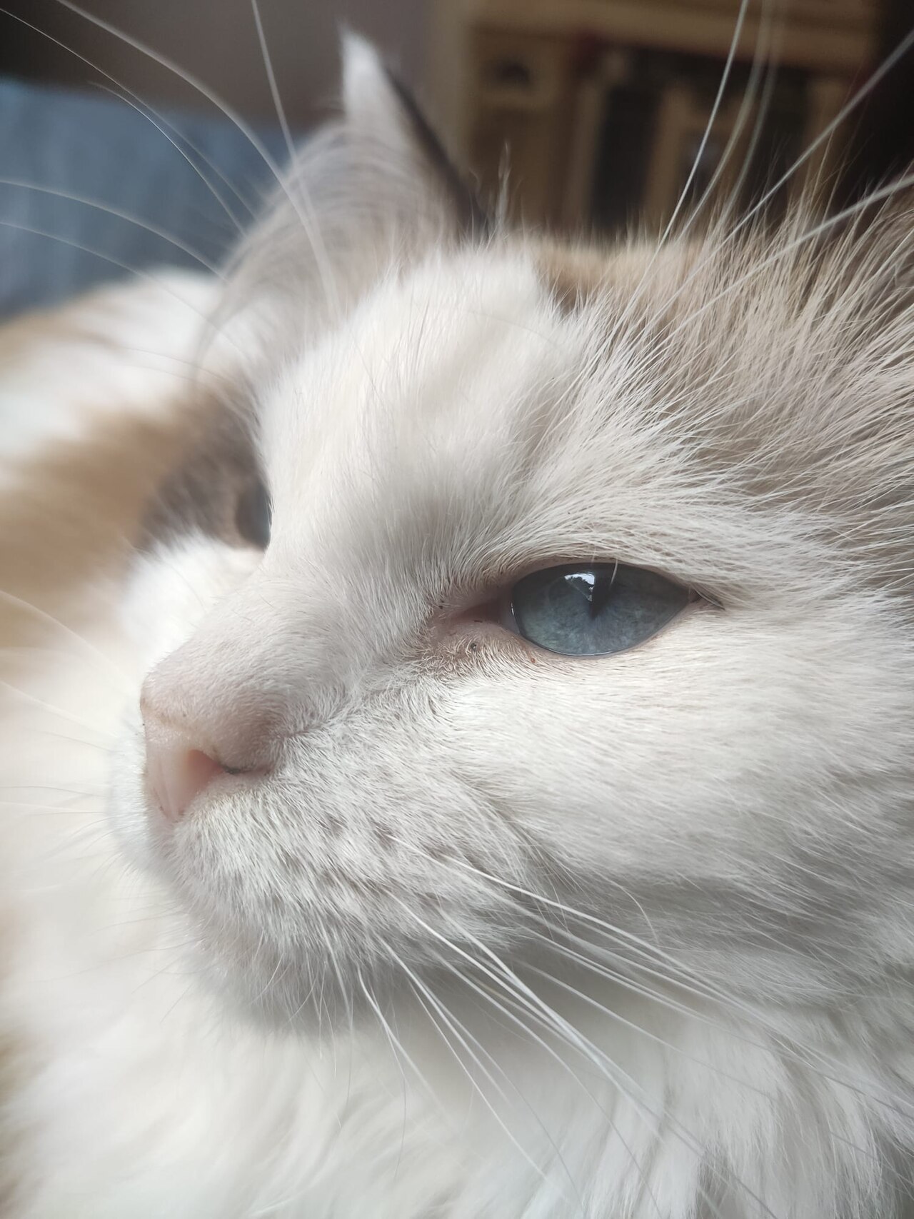 Ragdoll Cat Care Guide: Grooming, Feeding, Health, and Daily Needs