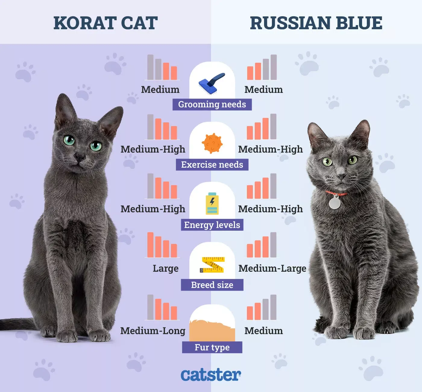 Russian Blue Cat Guide