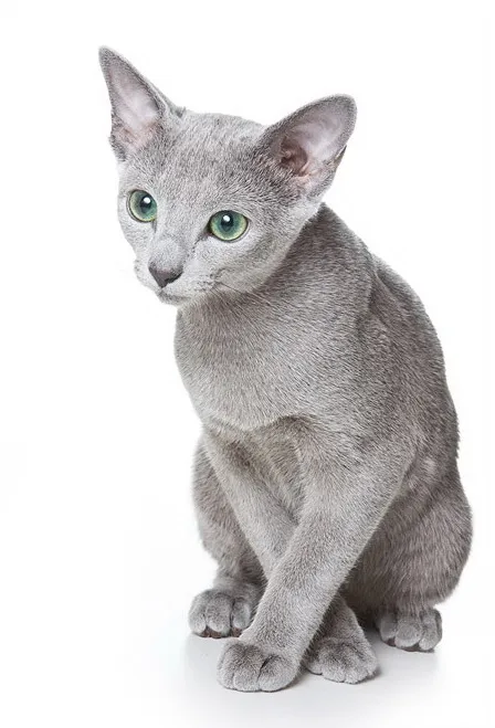Russian Blue Cat Guide