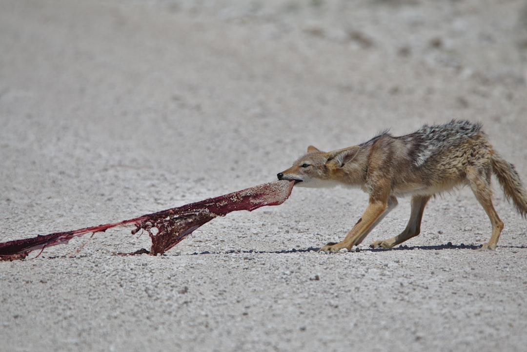 Animals That Can Kill a Lion: 10 Species That Overpower the King of Beasts