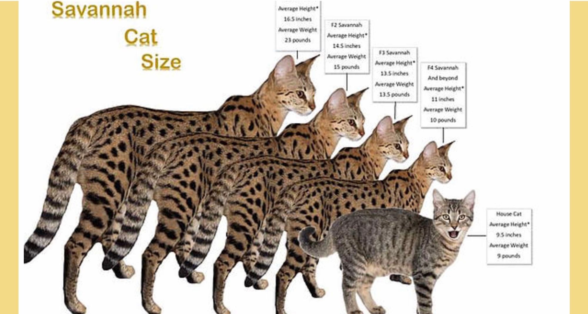Savannah Cat Breed Overview