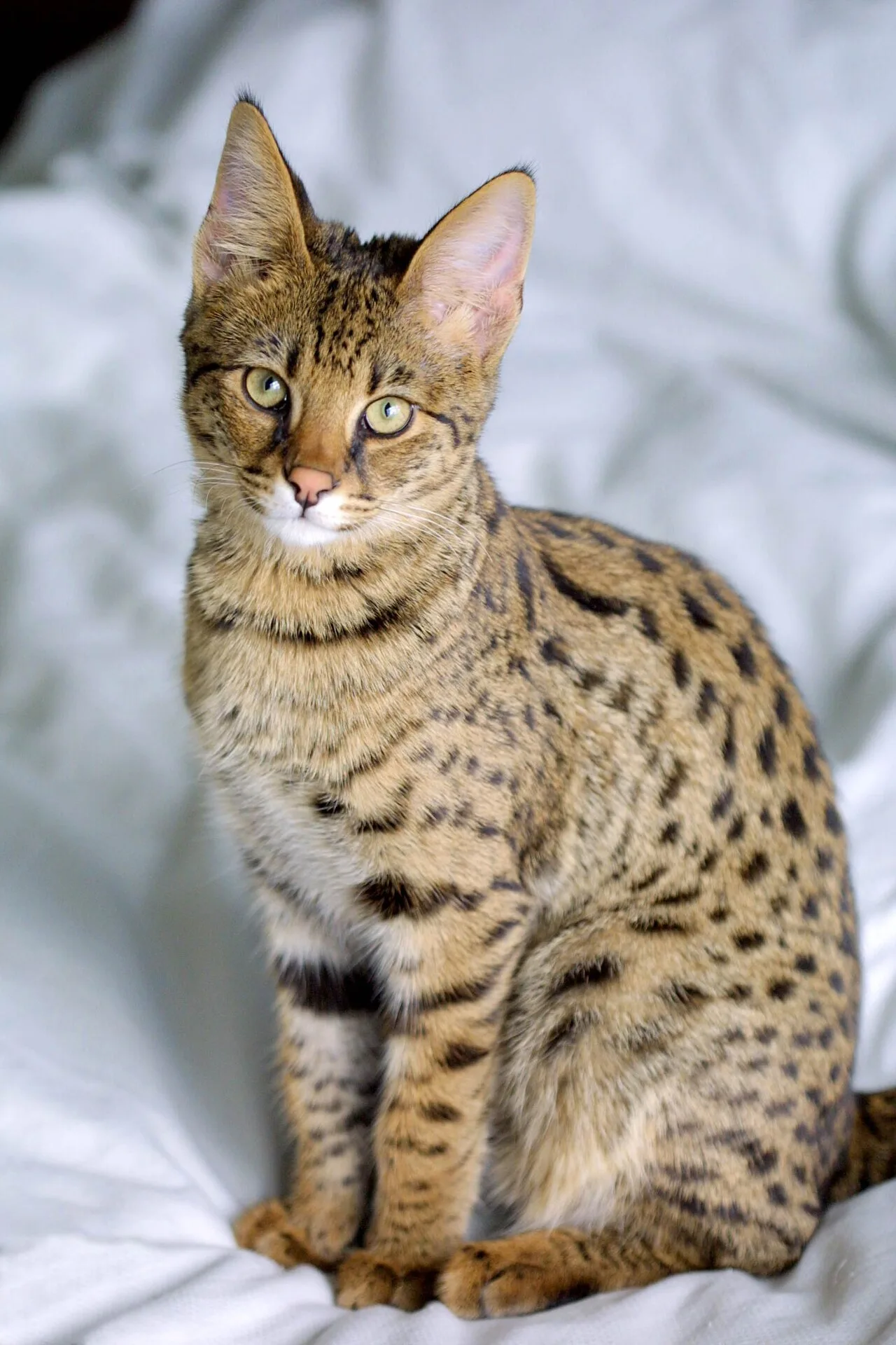 Savannah Cat Breed Overview