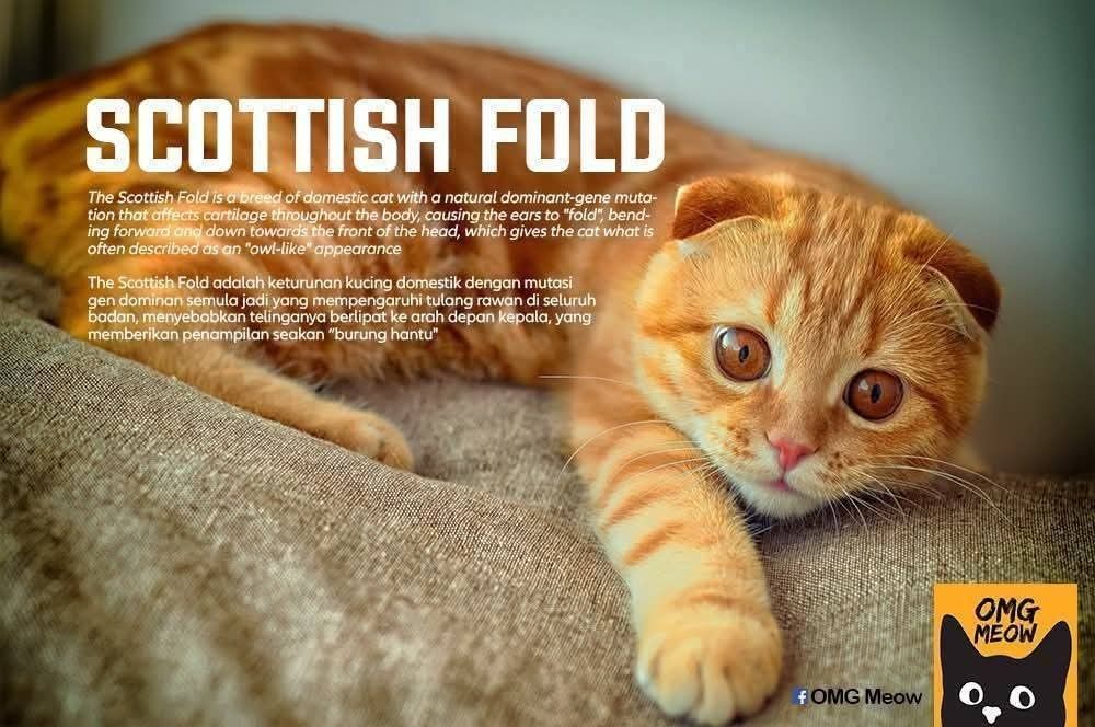 Scottish Fold Breed Insights
