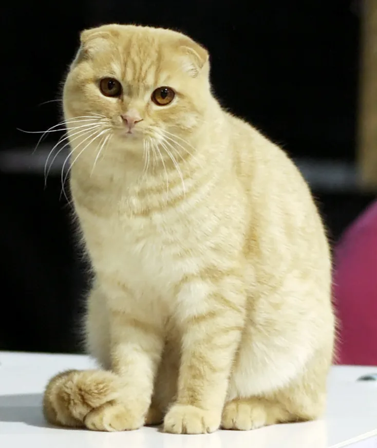 Scottish Fold Breed Insights