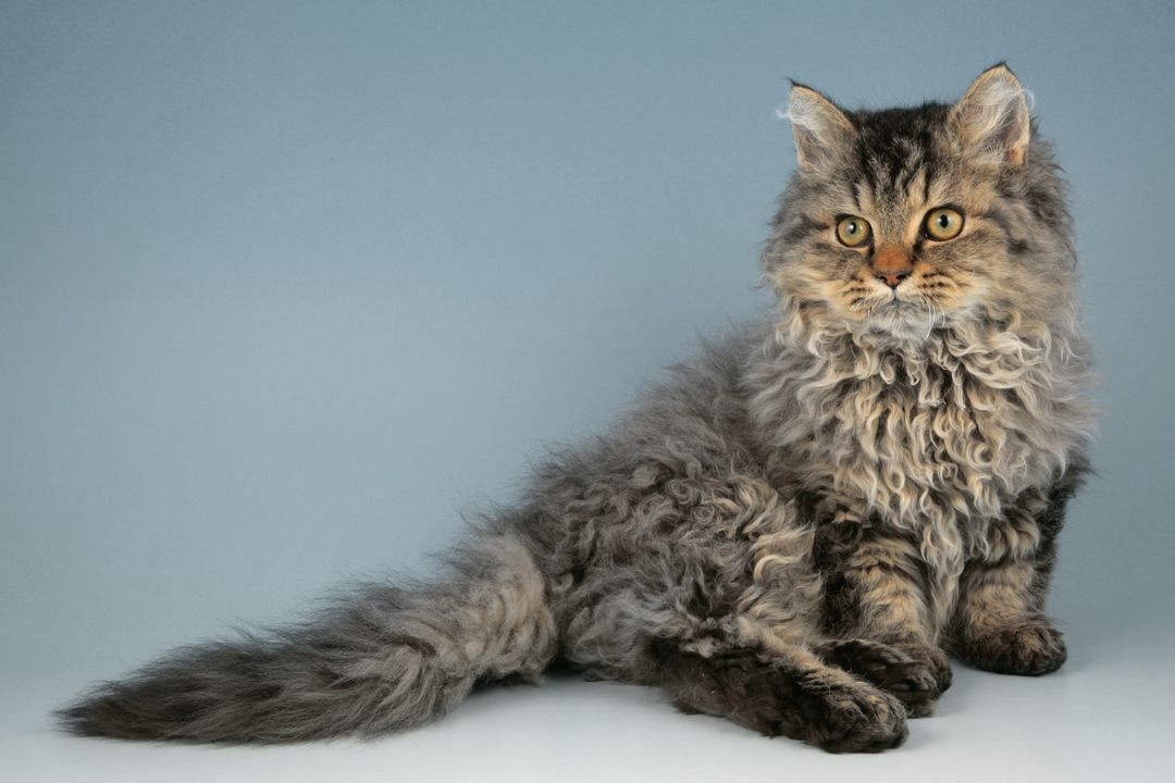 Selkirk Rex Cat Breed Overview