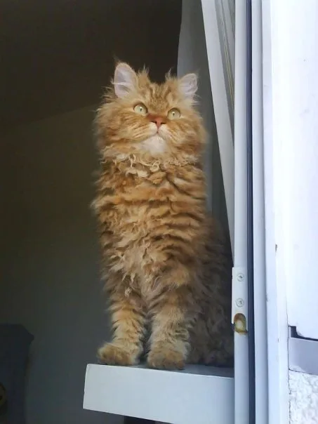 Selkirk Rex Cat Breed Overview