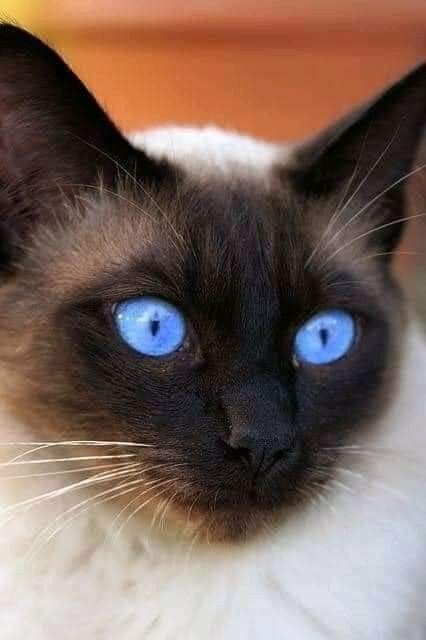 Siamese Cat Breed Overview