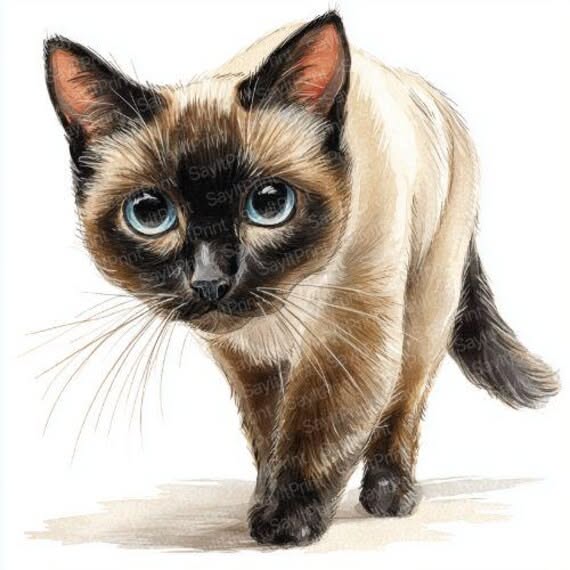Siamese Cat Breed Overview