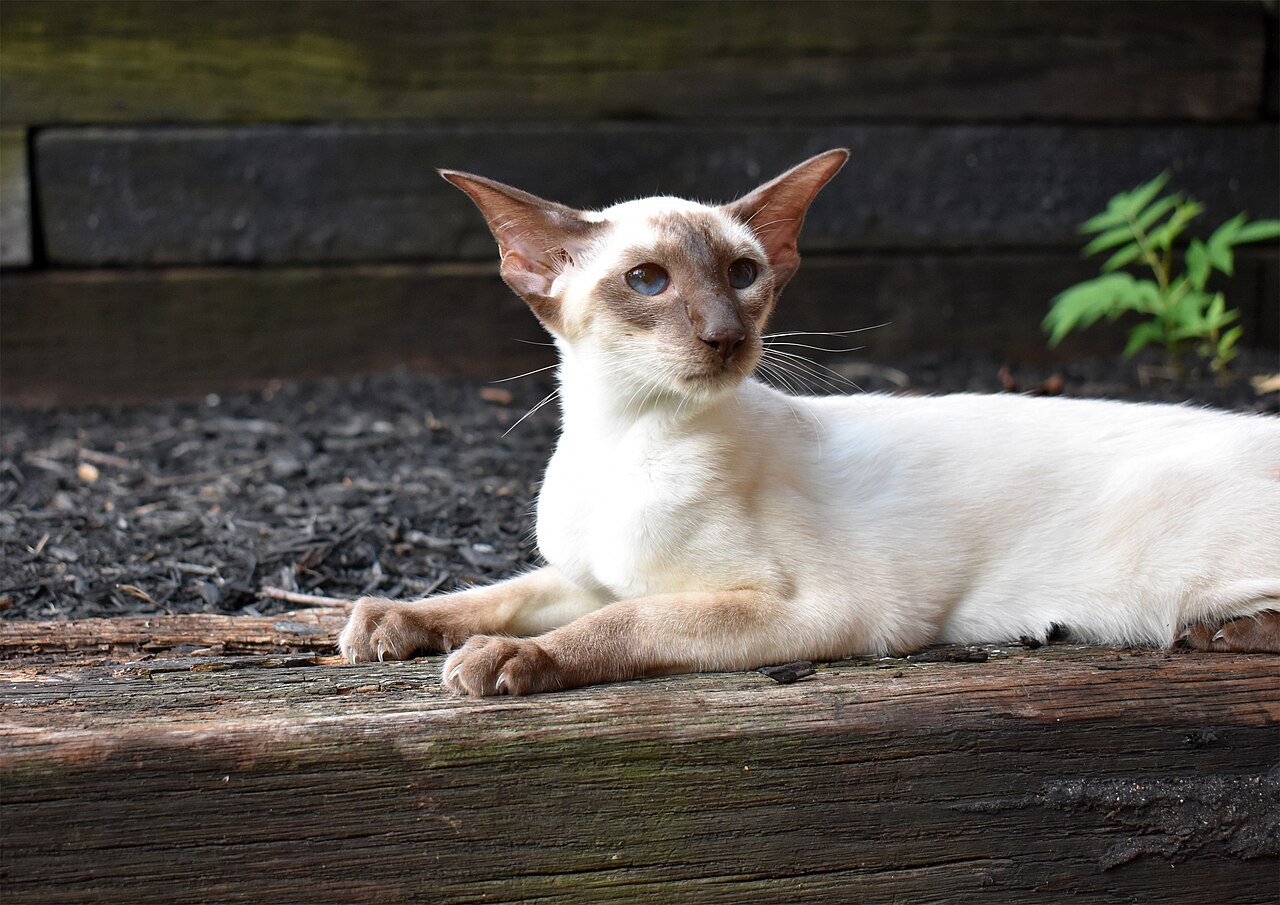Siamese Cat