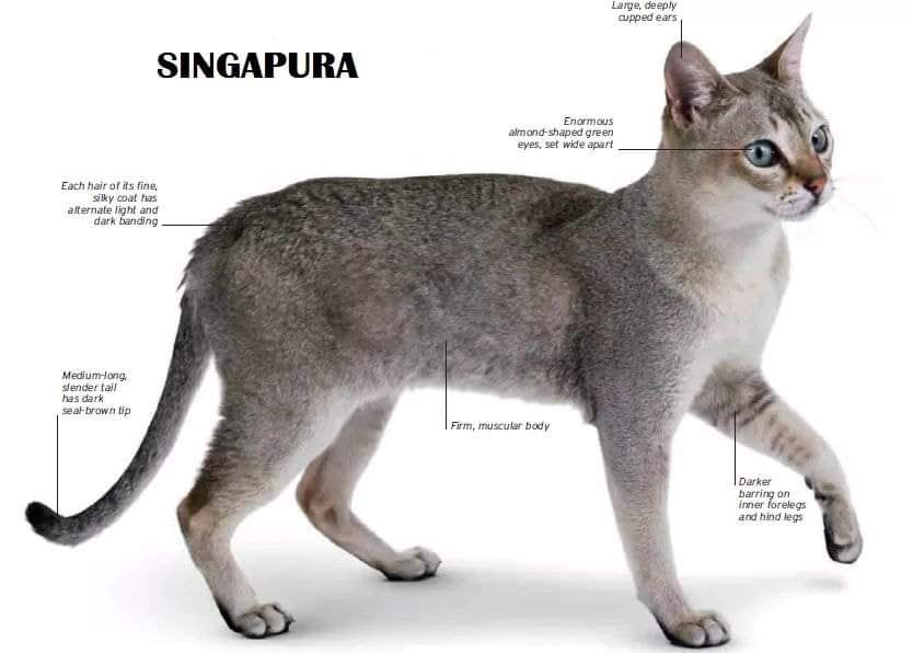 Singapura Cat Breed Guide