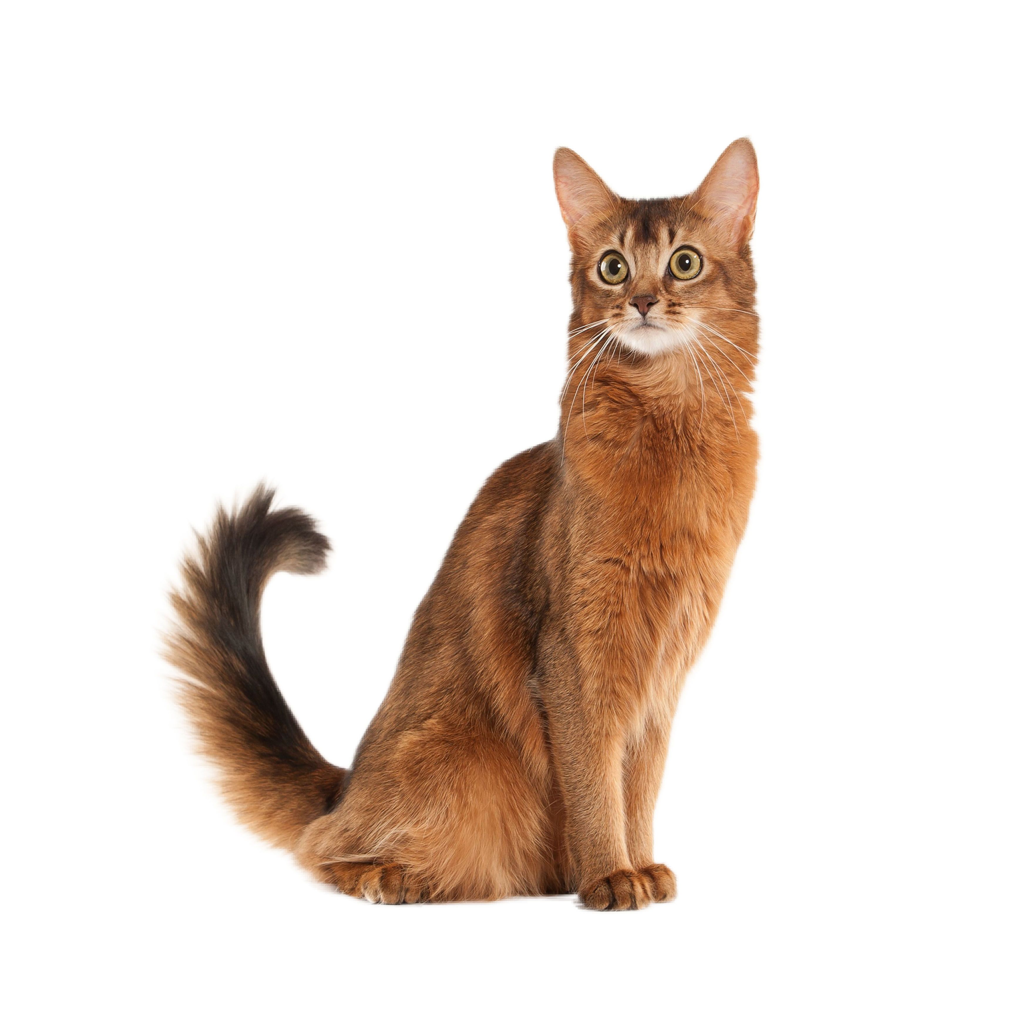 Somali Cat Breed Overview