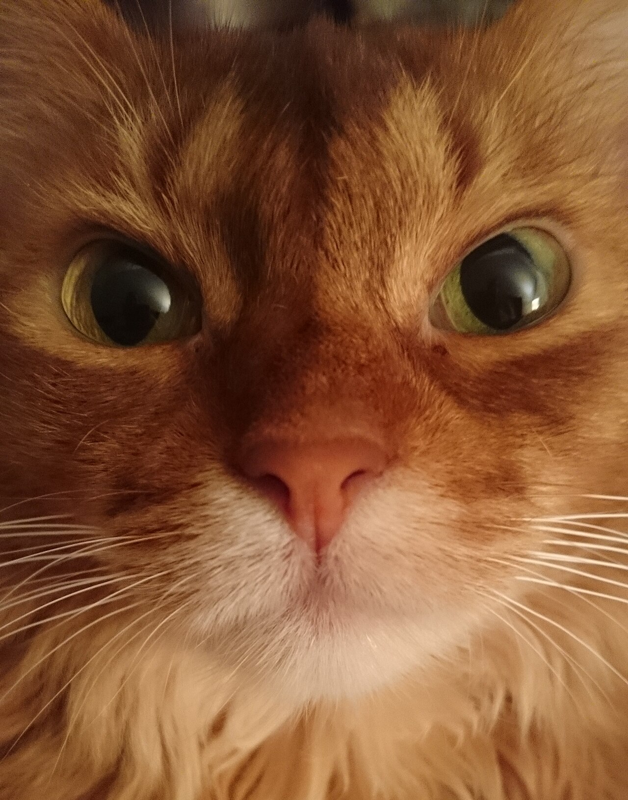 Somali Cat