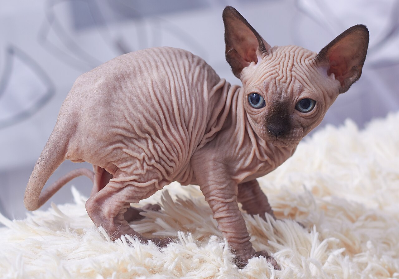 Sphynx Cat