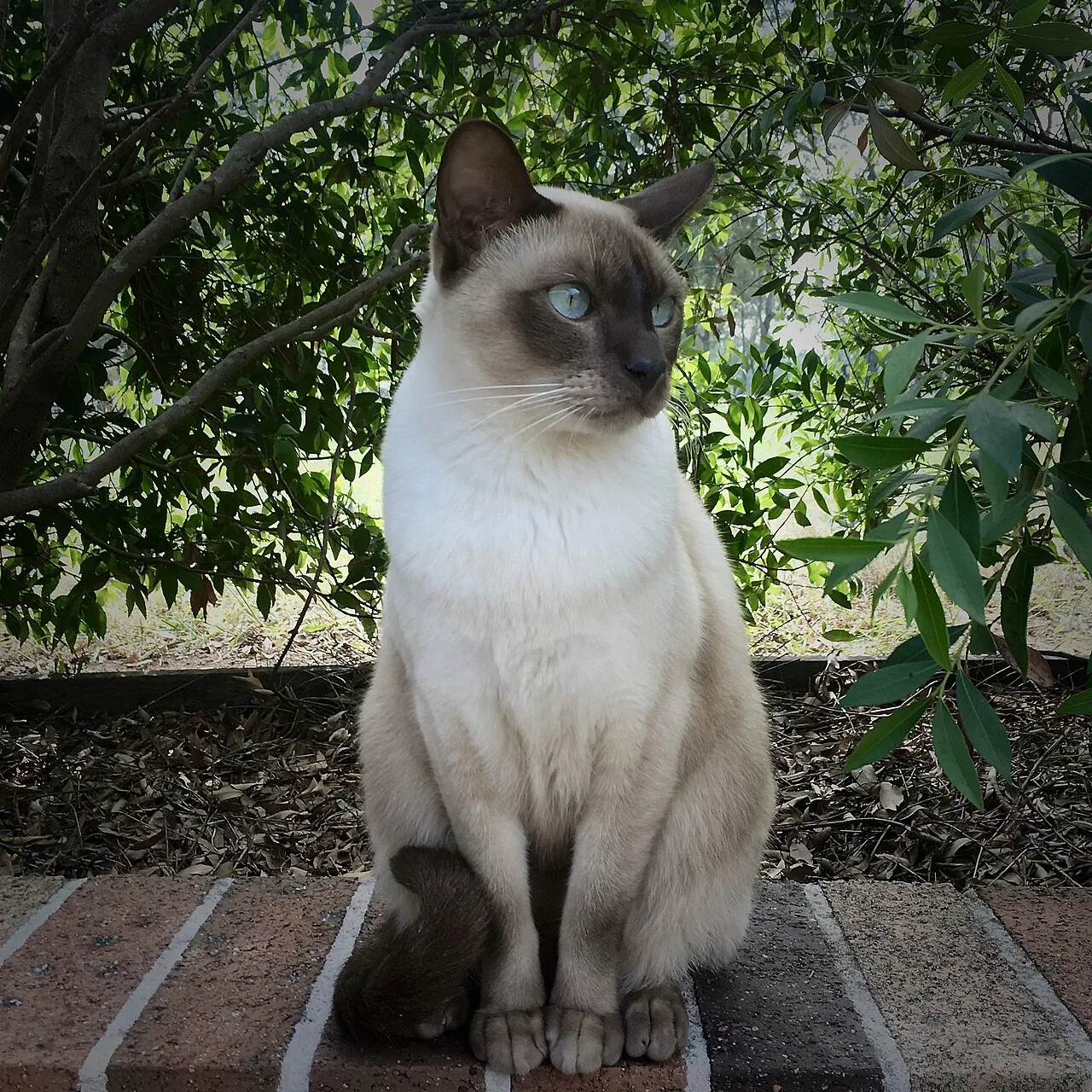 Tonkinese Cat Breed Overview