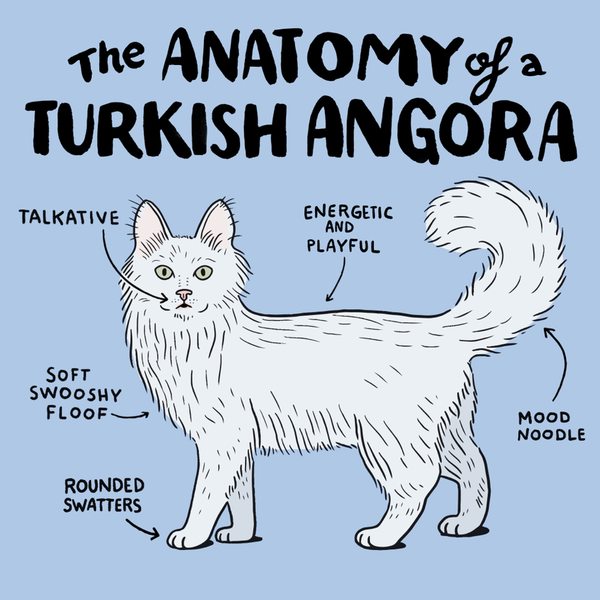 Turkish Angora Cat Guide