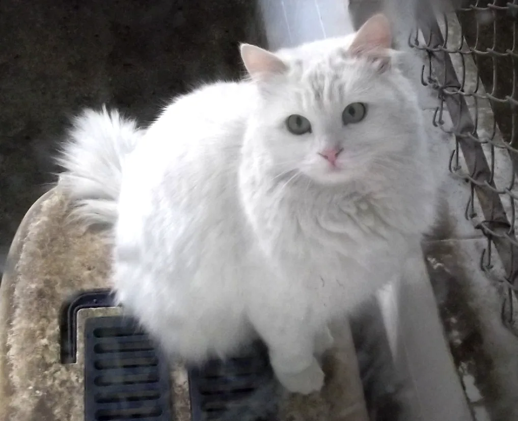 Turkish Angora Cat Guide