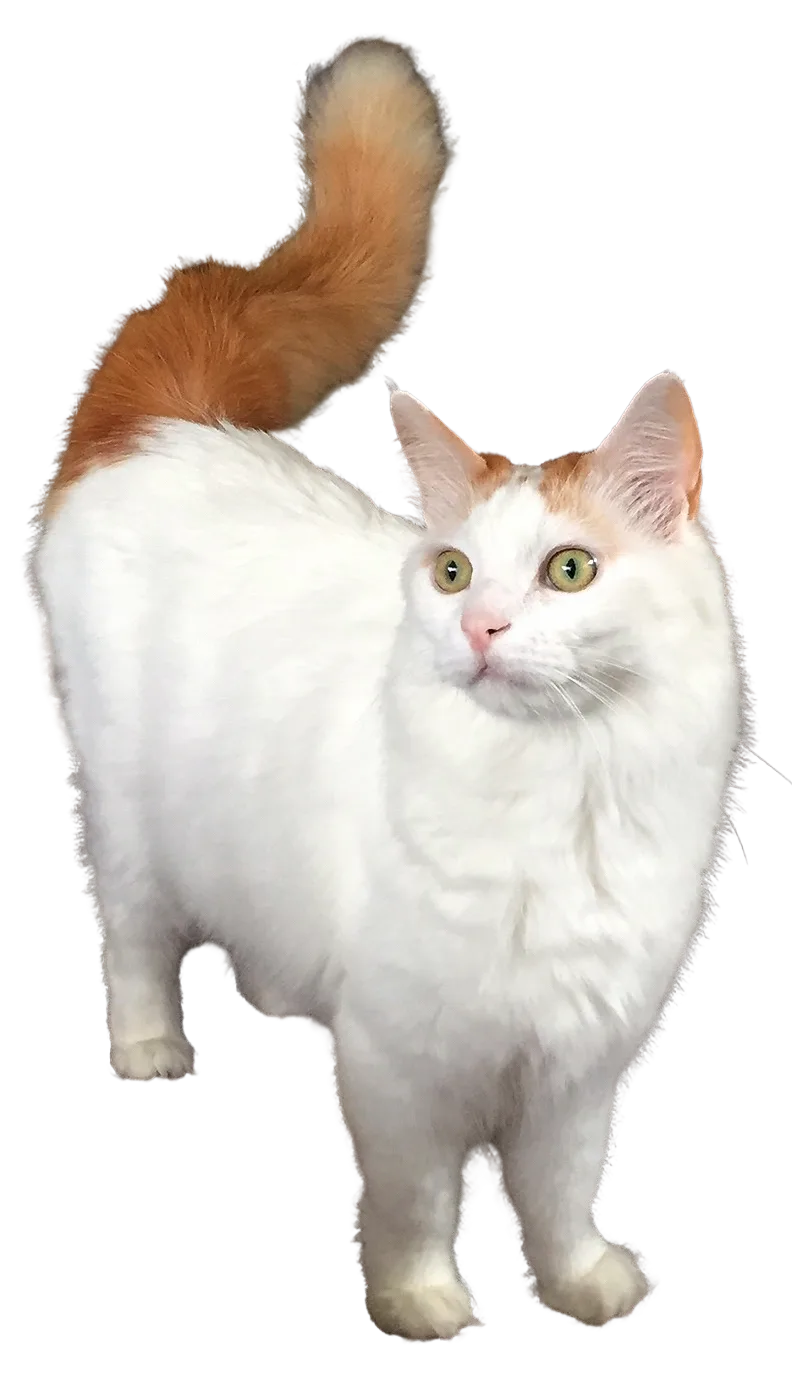 Turkish Van Cat Overview