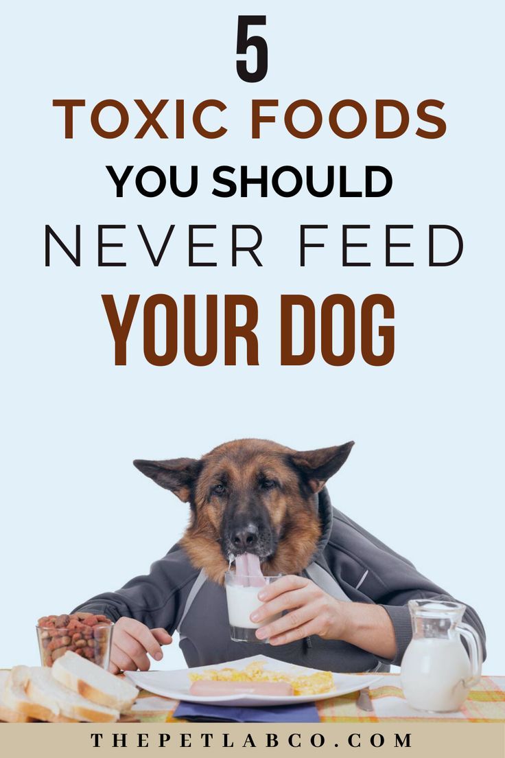 Foods Toxic to Dogs: Complete List with Safety Guidance