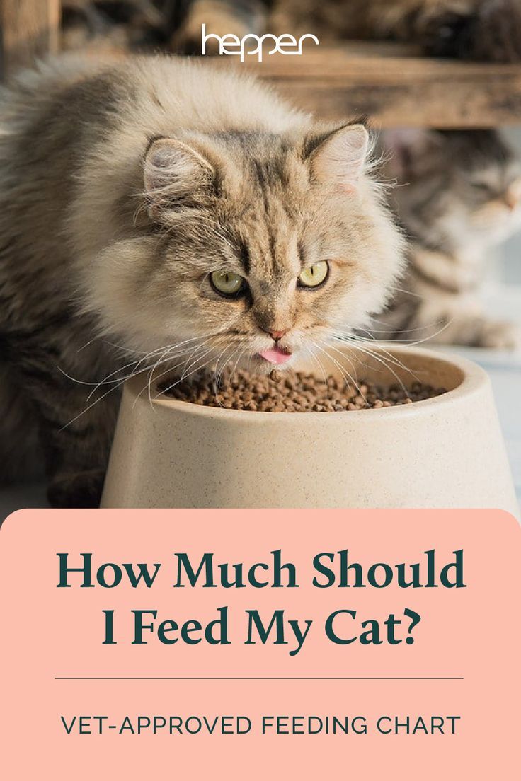 How Much to Feed a Cat by Weight: Comprehensive Guide