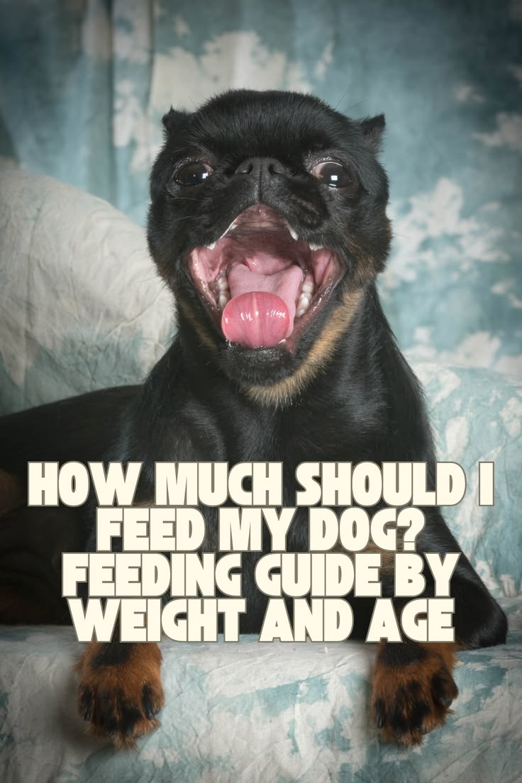 How Much to Feed a Dog by Weight: Complete Guide
