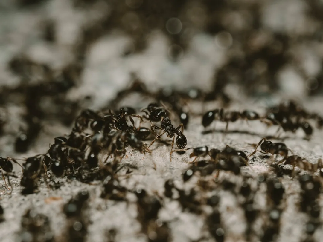 Ant Colonies: Nature's Complex Societies