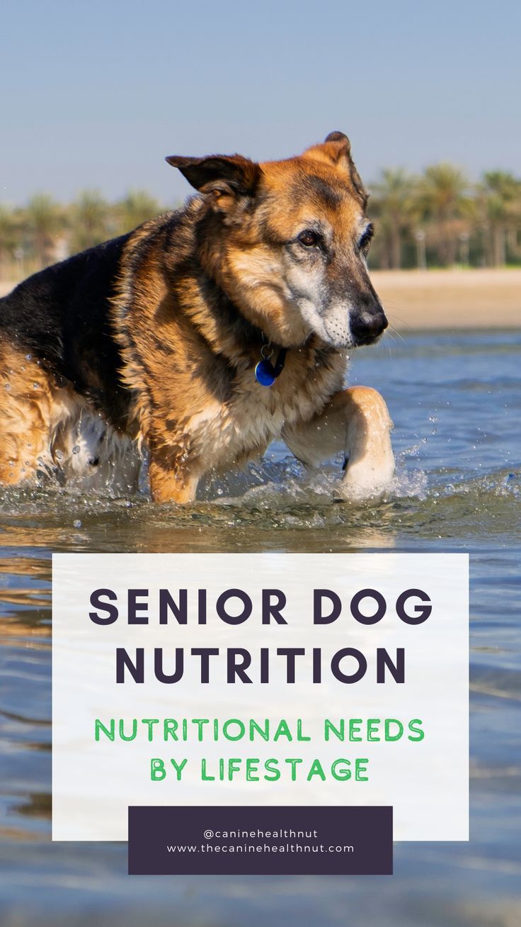 Senior Dog Nutrition Guide
