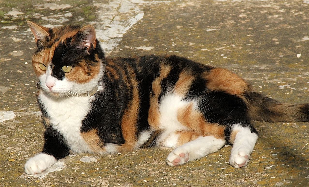 What Can Cats Eat? Safe and Unsafe Foods for Cats